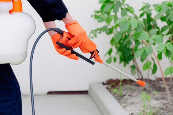 Diệt Mối Hà Giang Tận Gốc: Dịch Vụ Chuyên Nghiệp, An Toàn & Bảo Hành Dài Hạn